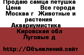 Продаю самца петушка › Цена ­ 700 - Все города, Москва г. Животные и растения » Аквариумистика   . Кировская обл.,Луговые д.